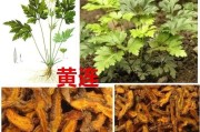 黄连的功效与作用及食用方法