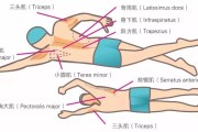 【大圆肌小圆肌怎么练】大圆肌 小圆肌 如何正确训练