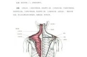 【怎么知道斜方肌大不大】斜方肌的重要性