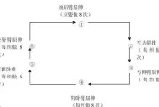 肌肉分离度——训练效果的关键因素