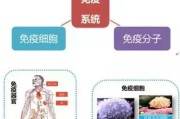 小圆细胞：探秘人体重要的免疫细胞