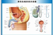 男性生殖检查图片及其重要性